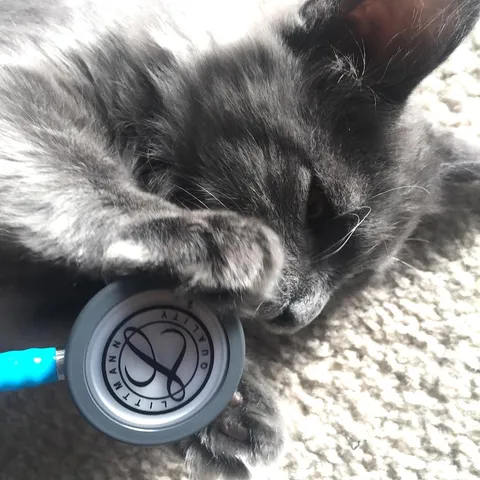 Show us your purr-fectly adorable #littmannlove pet photos! 📸: @tamaramaroo