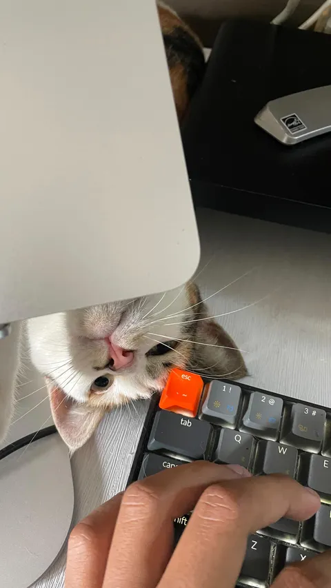 Hati - hati!
Banyak penjilat di tempat kerja 🐈