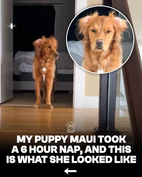 Maui the dog woke up from a 6 hour nap on our bed wanting her supper but looking like she didn’t eve