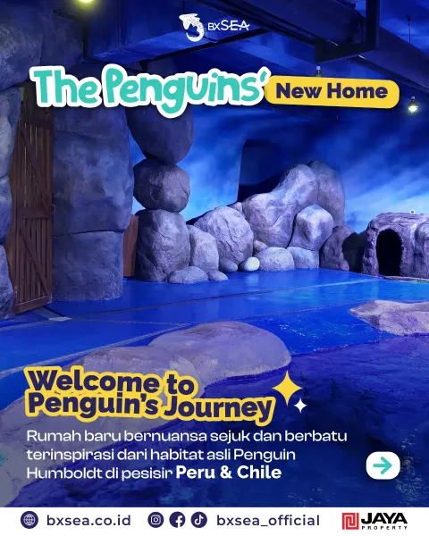 Tahukah kamu? 💭
Penguin Humboldt berasal dari pesisir Peru dan Chile, dan kini kamu bisa mengenal m