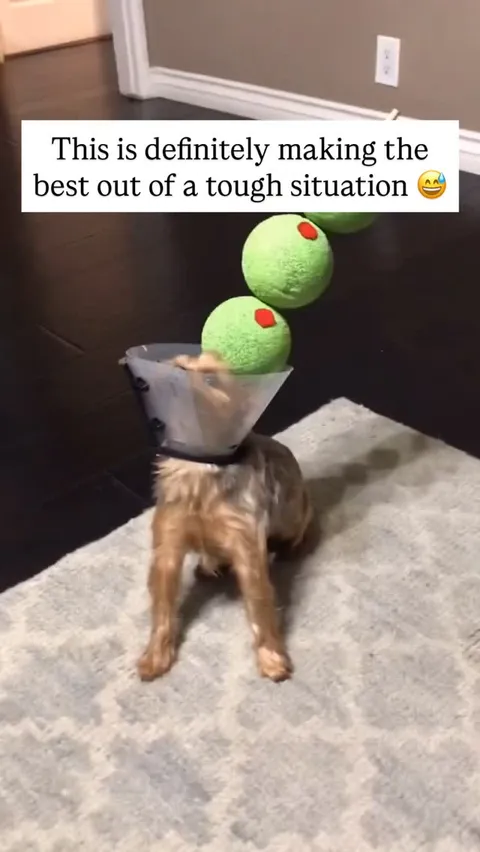 I could not resist but to turn Milo into a little martini 😂

Like this content? Follow @Fluffy 🐾