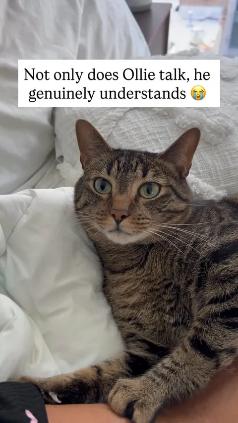 I told my cat I gave his tuna fillet treats to his sister… and he walked out mid-conversation, disgu