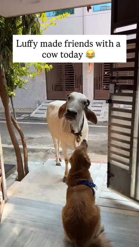 The dog (Luffy) is playing with the cow they both are looking very cute together.

Like this content
