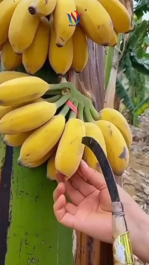 Banyak yang belum tahu… buah ini ternyata bisa bantu proses pemulihan setelah str*ke 😯

Tapi bukan