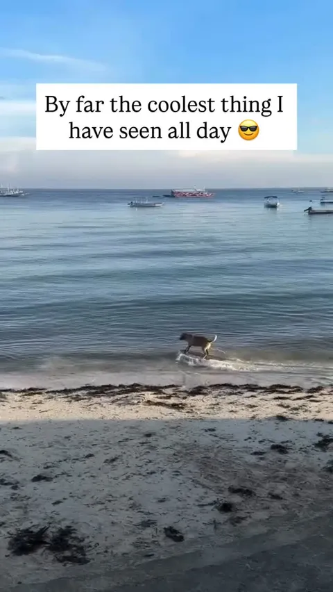 @Fluffy posts the best pet content on Instagram daily 🐾

Saw the surfing dog while getting our hair