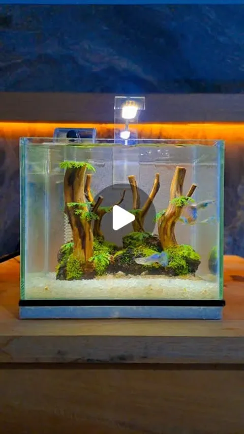 398 likes, 0 comments - hidden_aquatic on March 7, 2026: "aquascape minimalis ✨️🌊
#aquascape #aqua