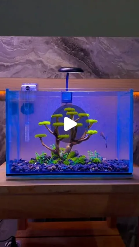 3,904 likes, 10 comments - hidden_aquatic on March 24, 2026: "aquascape simpel bonsai 🌿✨️💙
#aquas