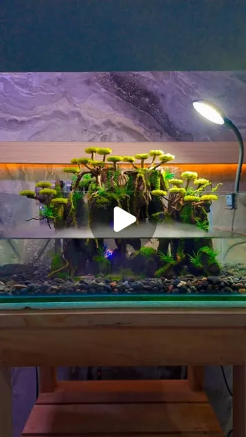 552 likes, 1 comments - hidden_aquatic on March 25, 2026: "hutan diatas awan 🌫
#aquascaping #aquas