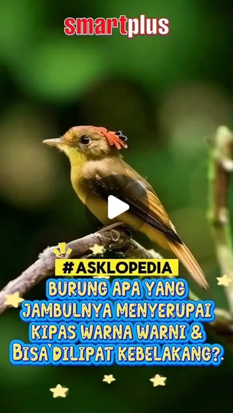 5 likes, 0 comments - smartplus.homeschooling on April 6, 2026: "Siapa sangka, burung kecil ini puny