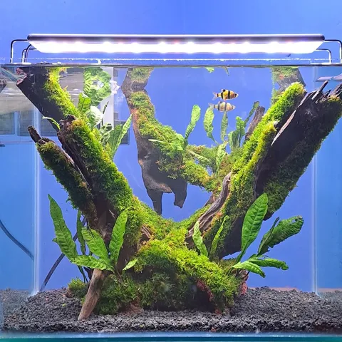 hidden_aquatic profile